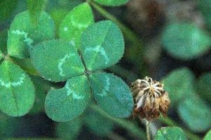 4-leaved clover, Switzerland, europe, switzerland, sankt, gallen, walenstadt, clover, lucky, rare, 4-leaved, four, leafed, leaf