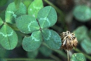 4-leaved clover, Switzerland, europe, switzerland, sankt, gallen, walenstadt, clover, lucky, rare, 4-leaved, four, leafed, leaf