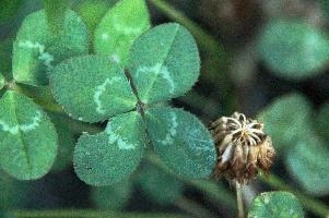 4-leaved clover, Switzerland, europe, switzerland, sankt, gallen, walenstadt, clover, lucky, rare, 4-leaved, four, leafed, leaf