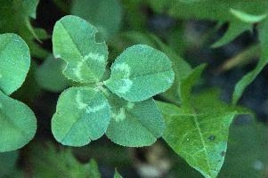 4-leaved clover, Switzerland, europe, switzerland, sankt, gallen, walenstadt, clover, lucky, rare, 4-leaved, four, leafed, leaf