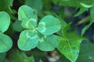 4-leaved clover, Switzerland, europe, switzerland, sankt, gallen, walenstadt, clover, lucky, rare, 4-leaved, four, leafed, leaf