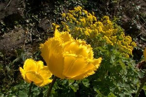 dsd_006156.jpg