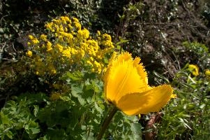 dsd_006159.jpg