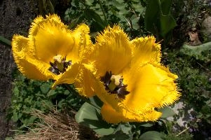dsd_006225.jpg