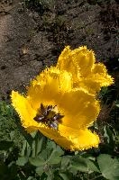 dsd_006231.jpg