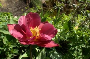 dsd_006251.jpg