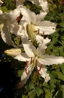 dse_011516_6066523_2021_08_14_11_08_46_99_02_00.jpg