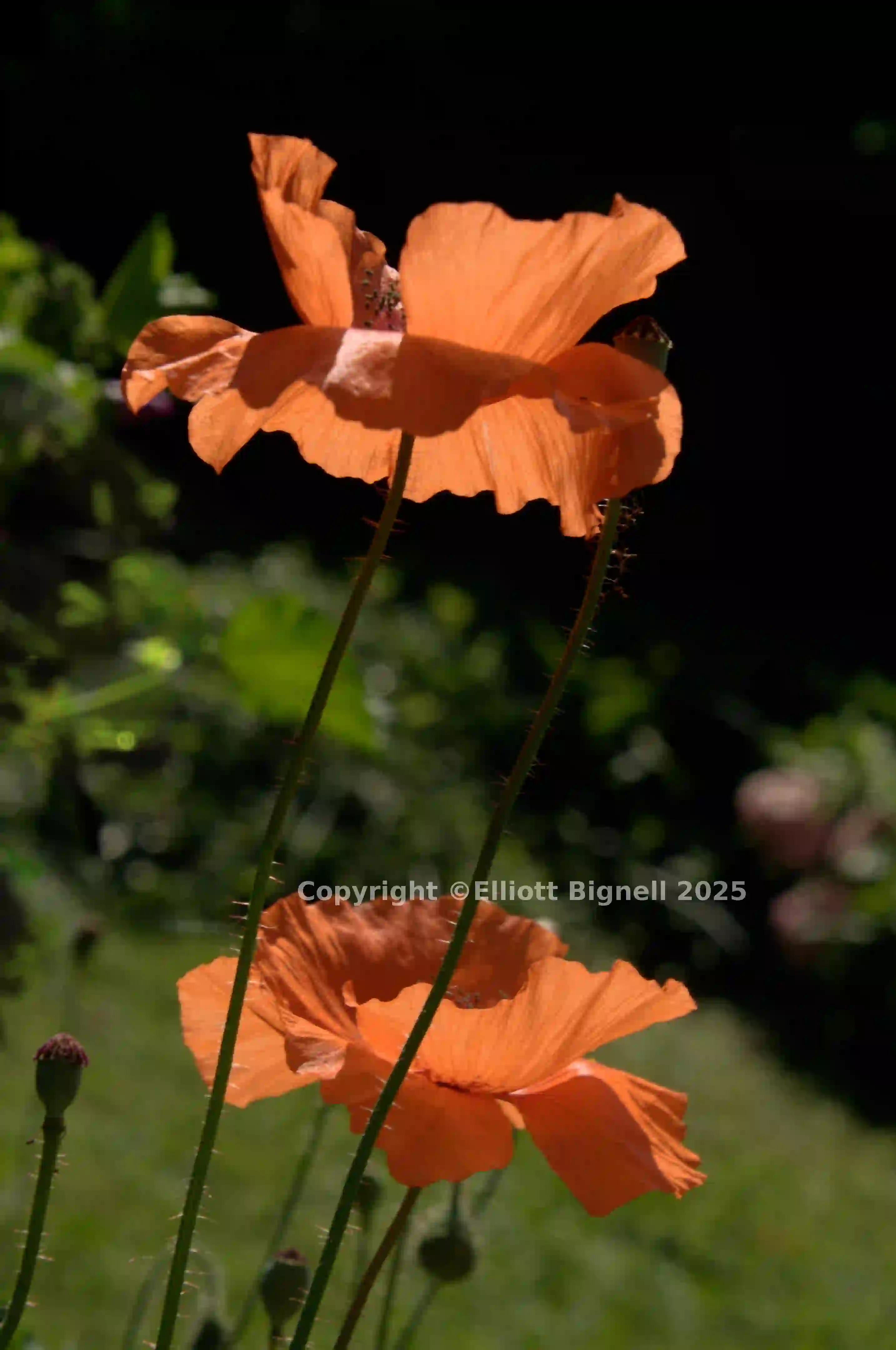 dsc_222578.jpg