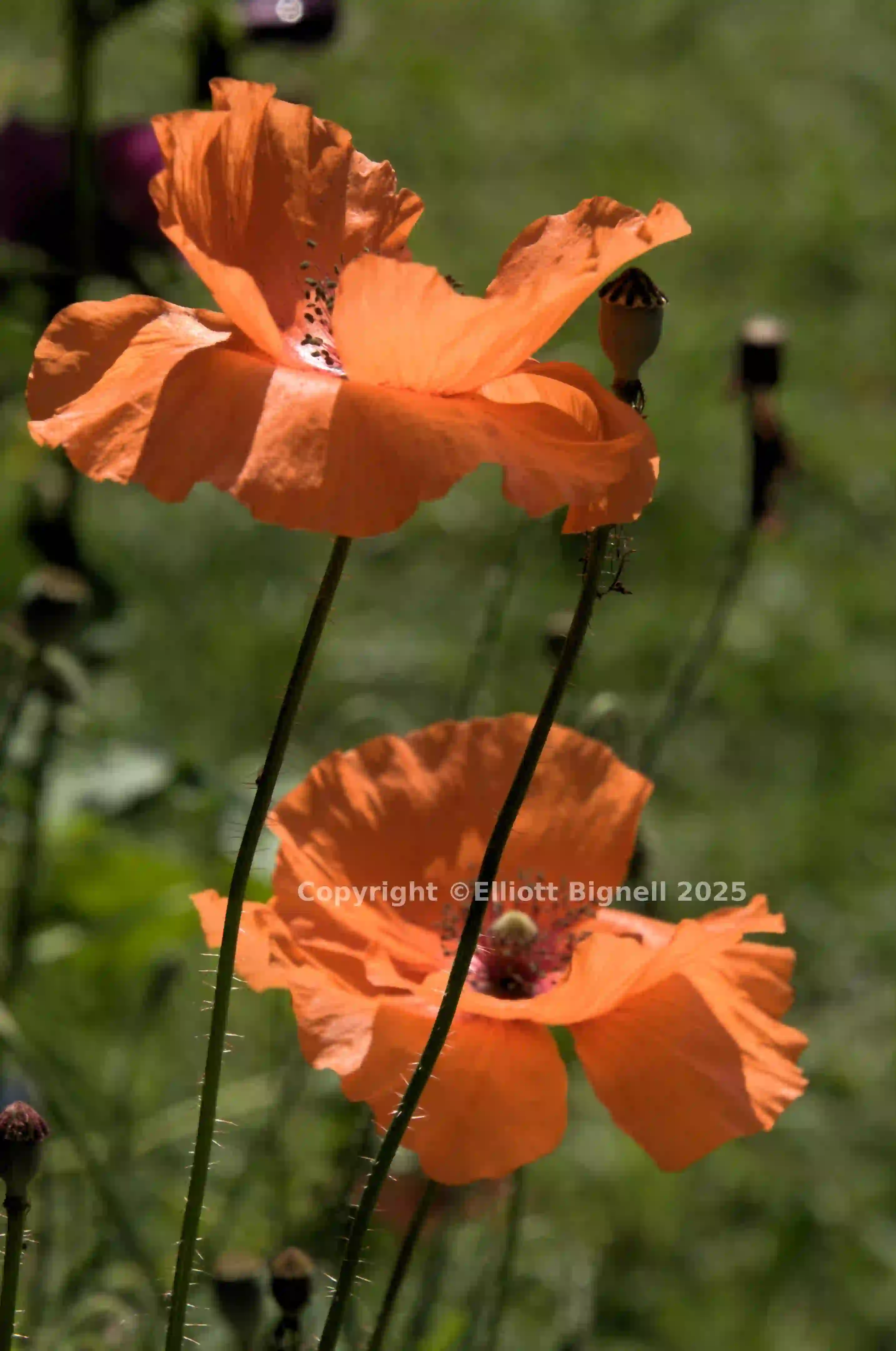dsc_222592.jpg