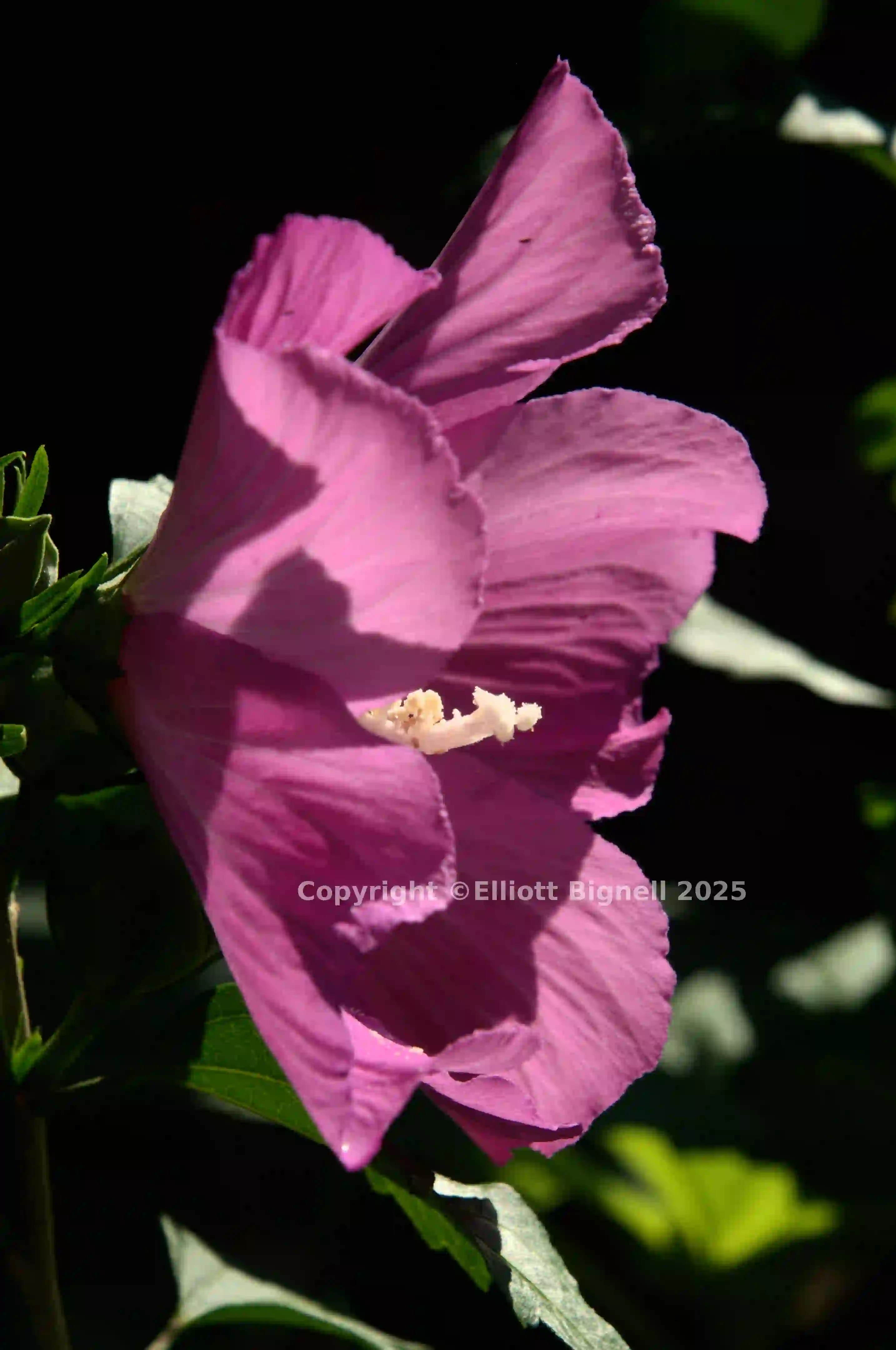 dsc_222617.jpg