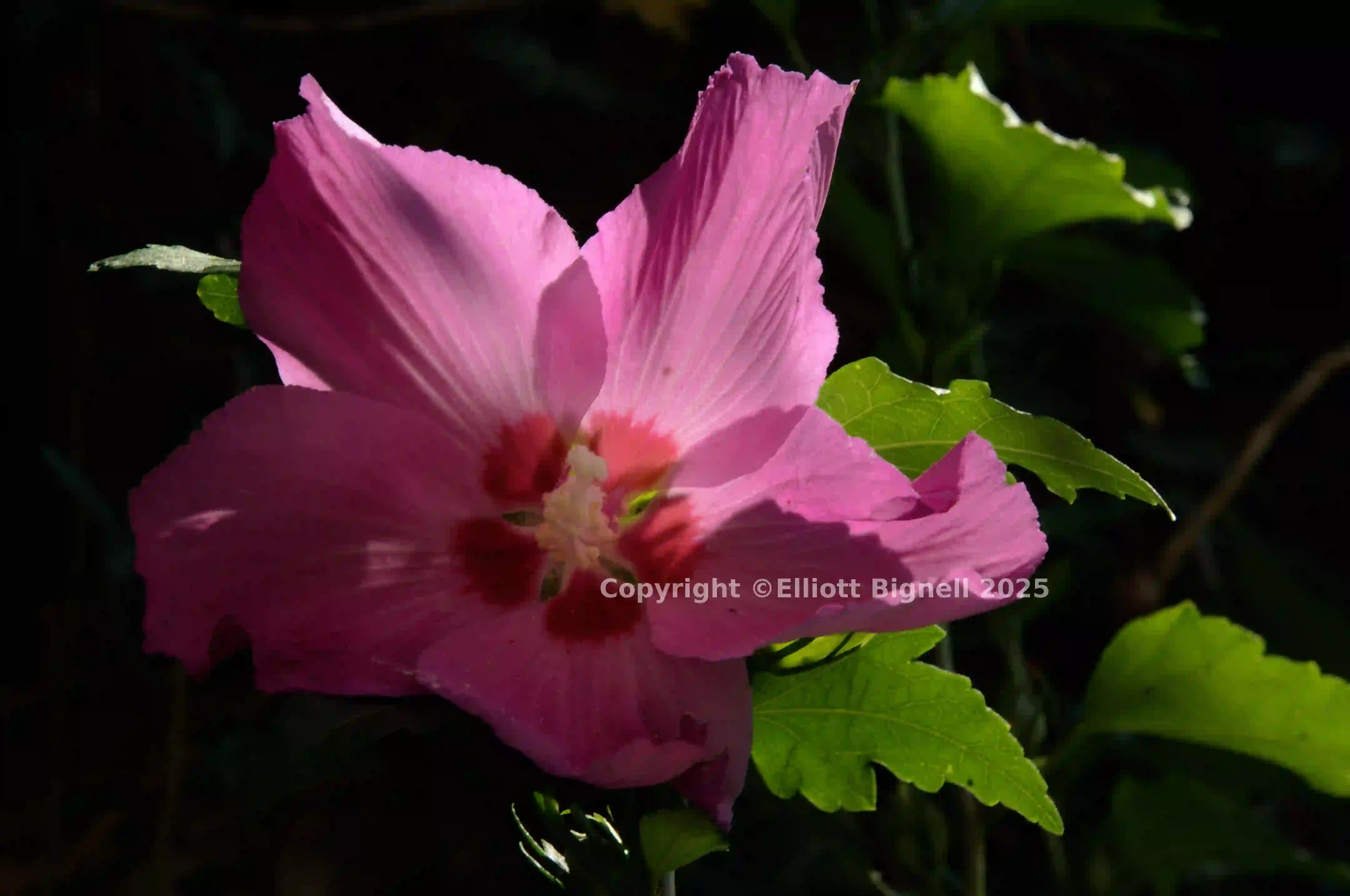 dsc_222628.jpg