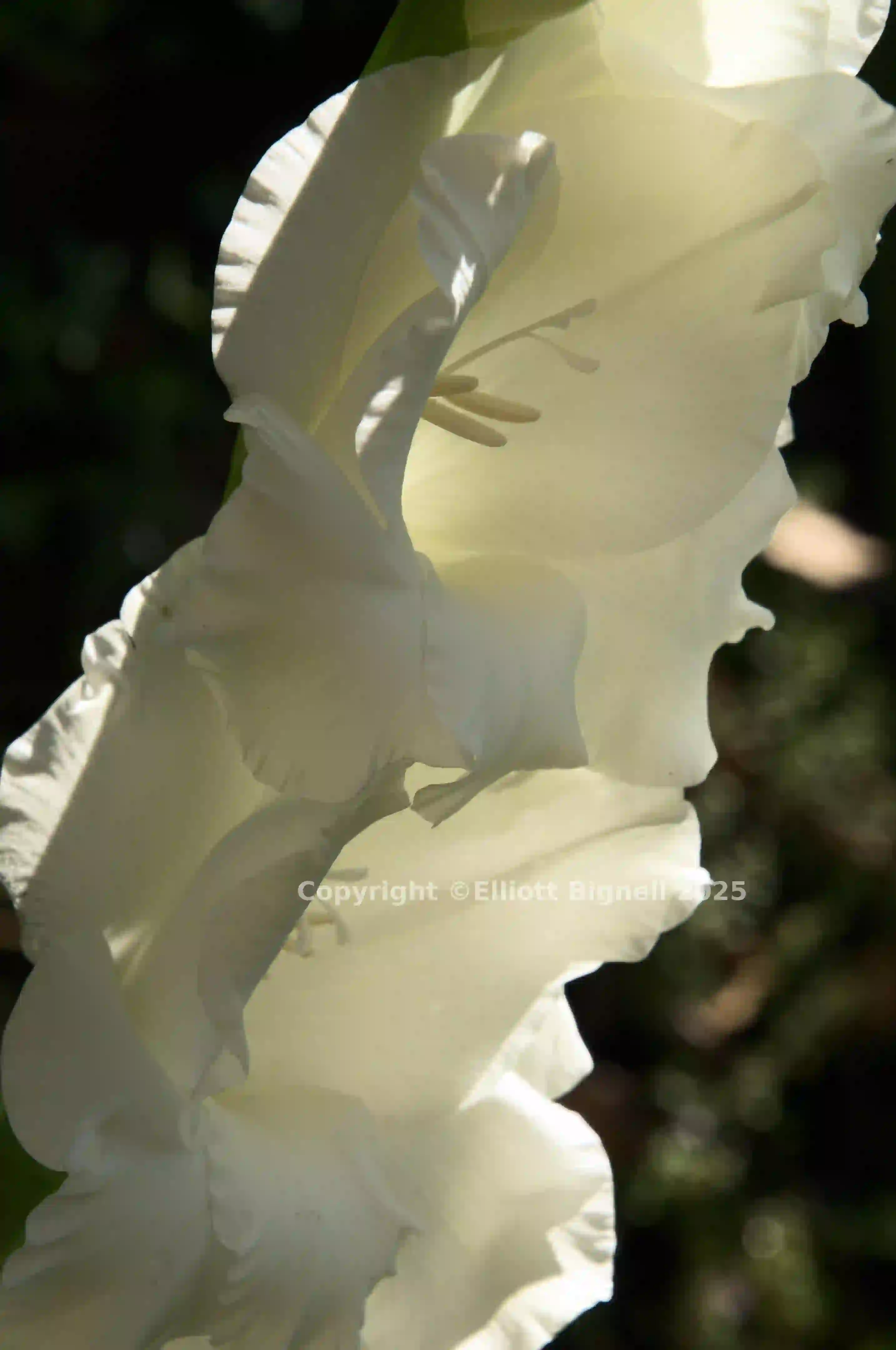 dsc_222631.jpg