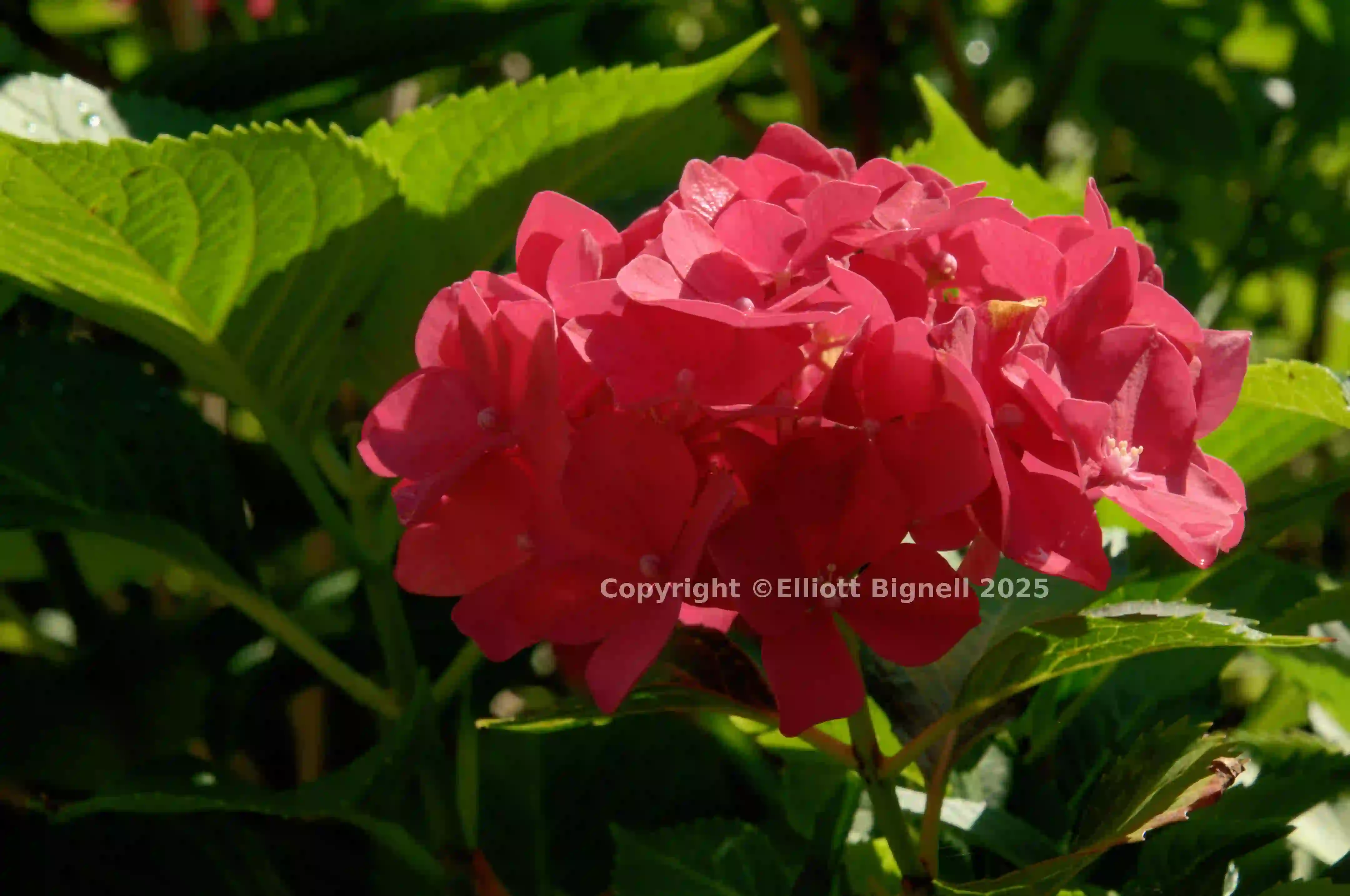 dsc_222655.jpg