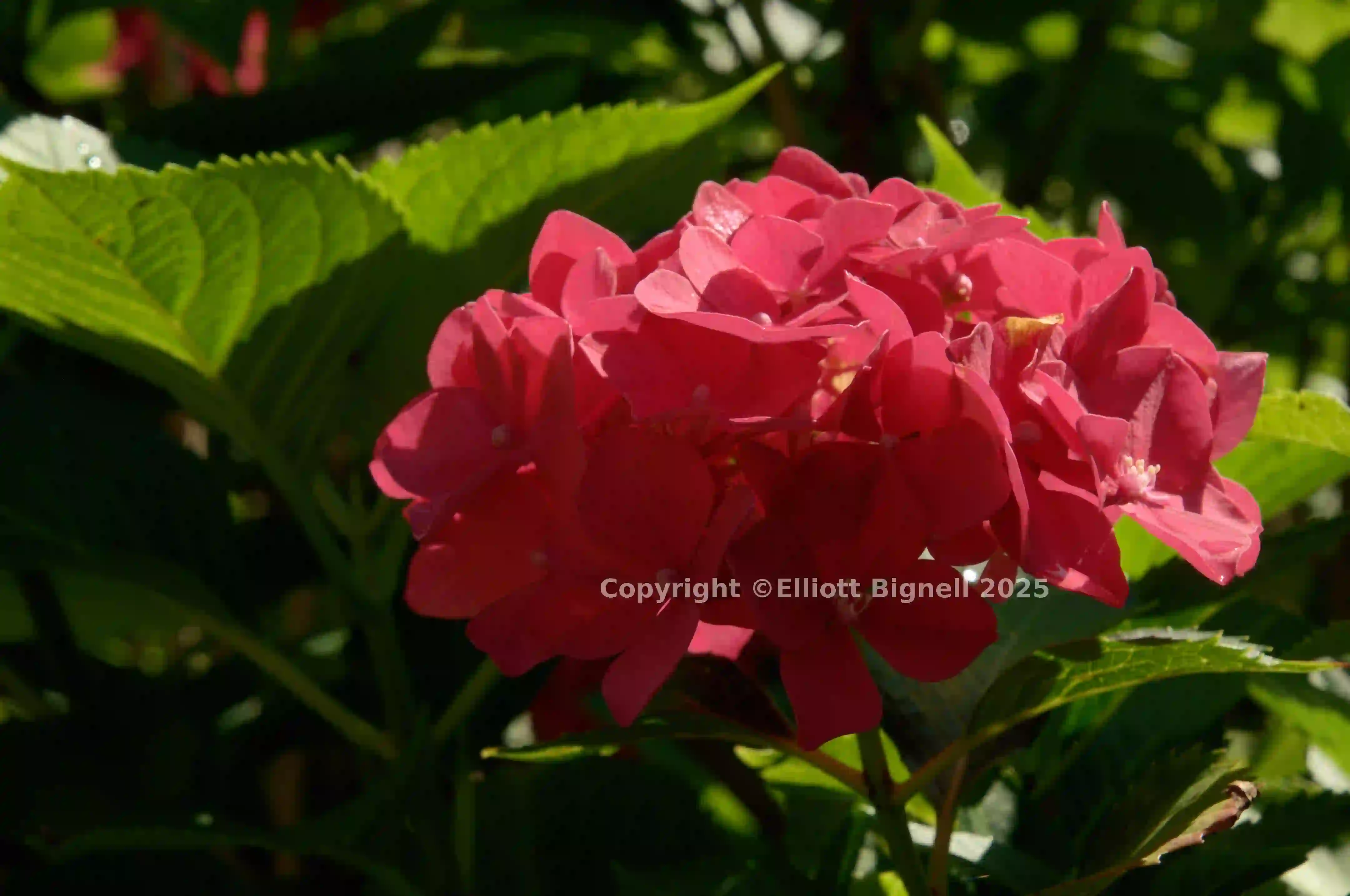 dsc_222658.jpg