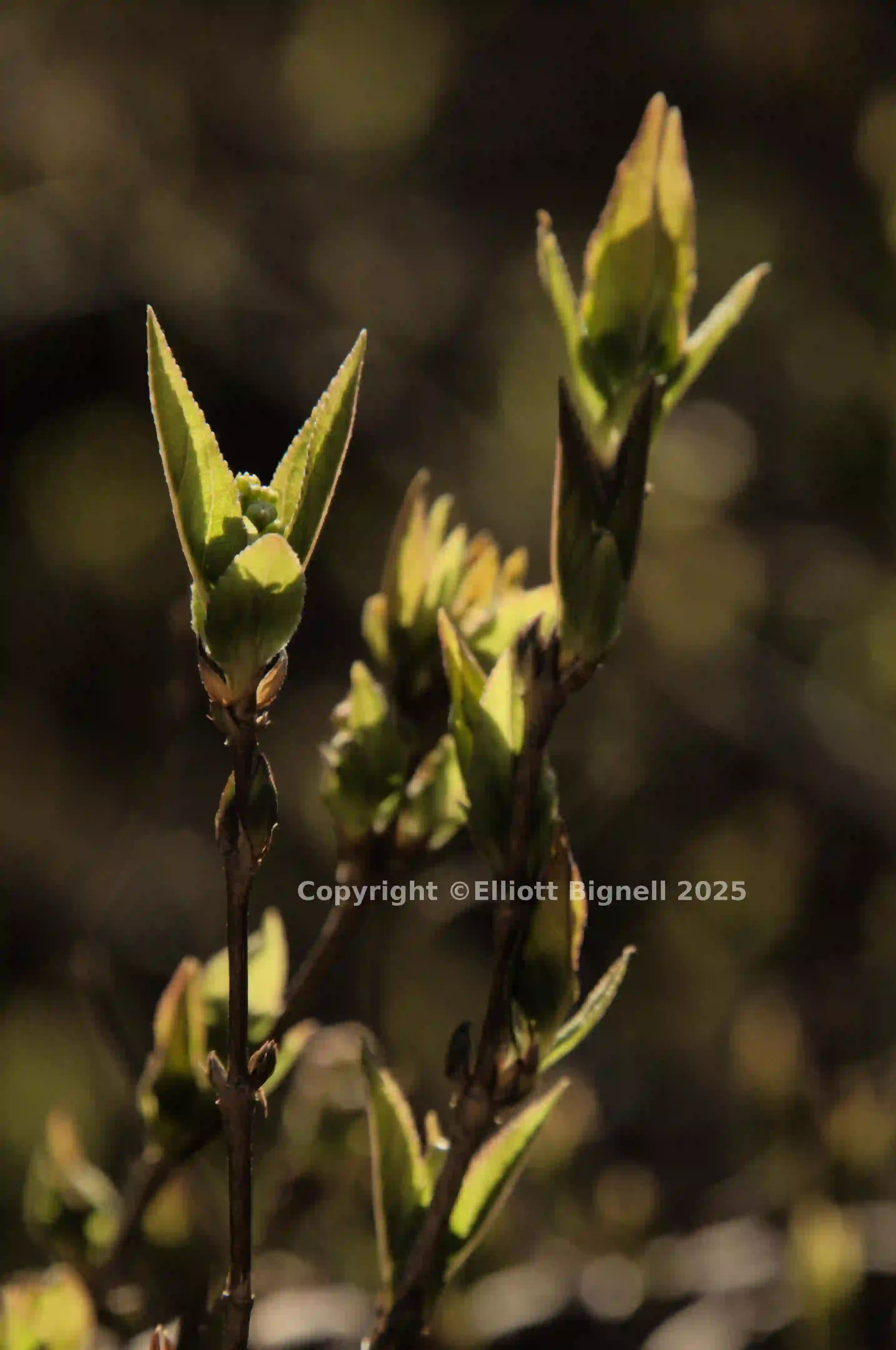 dsc_249625.jpg
