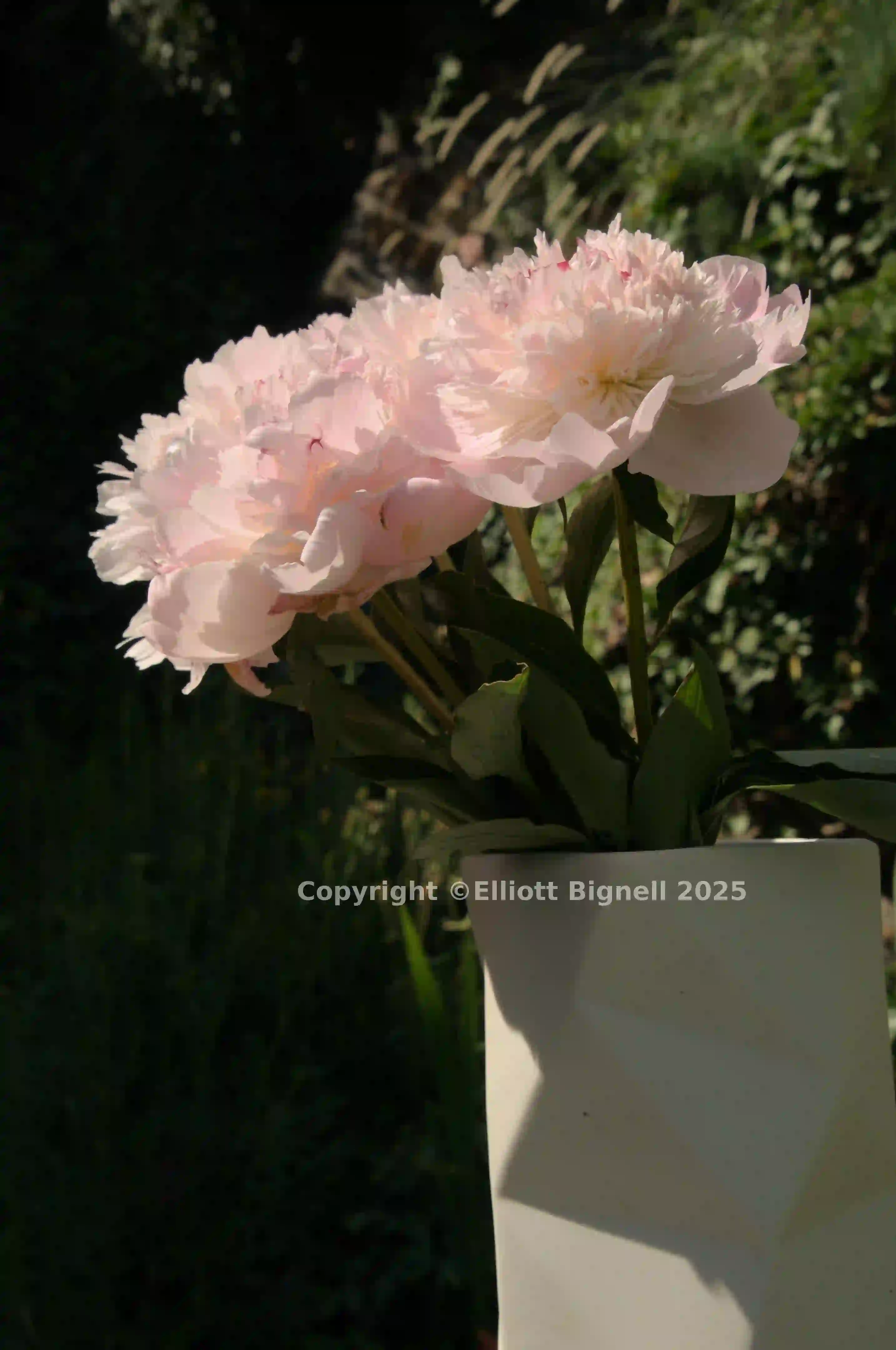 dsc_263579.jpg