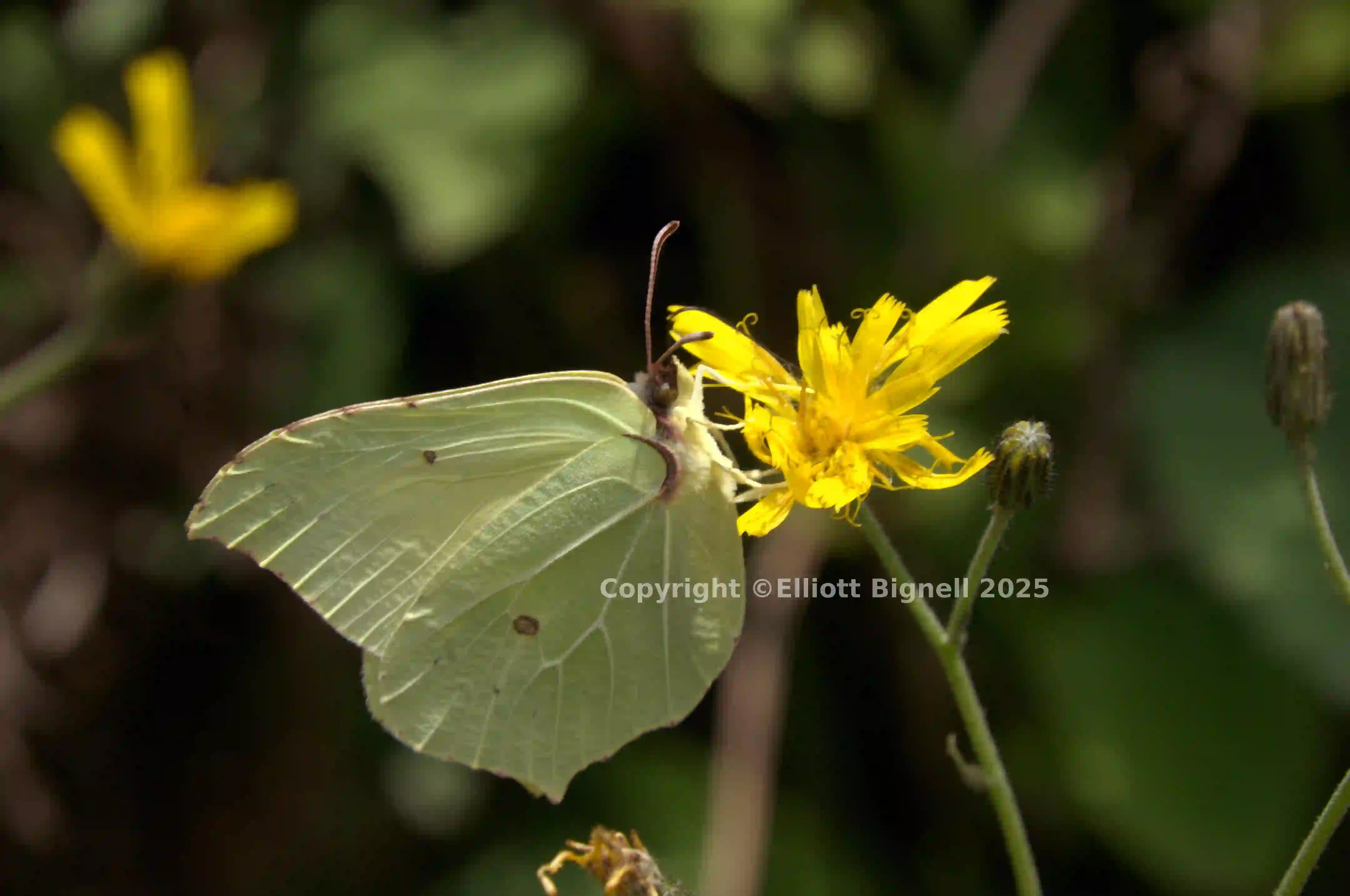 dsc_266356.jpg