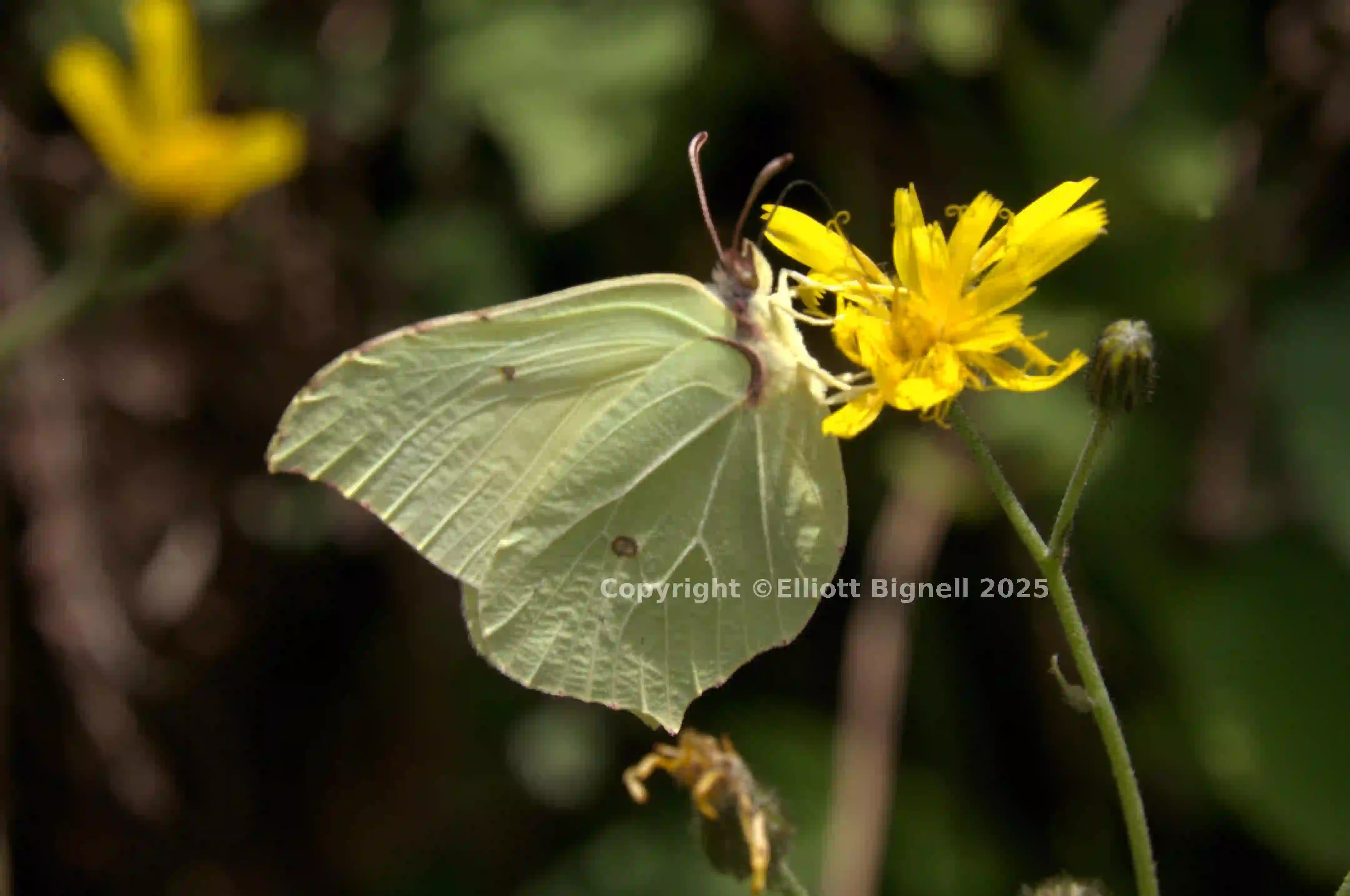 dsc_266359.jpg