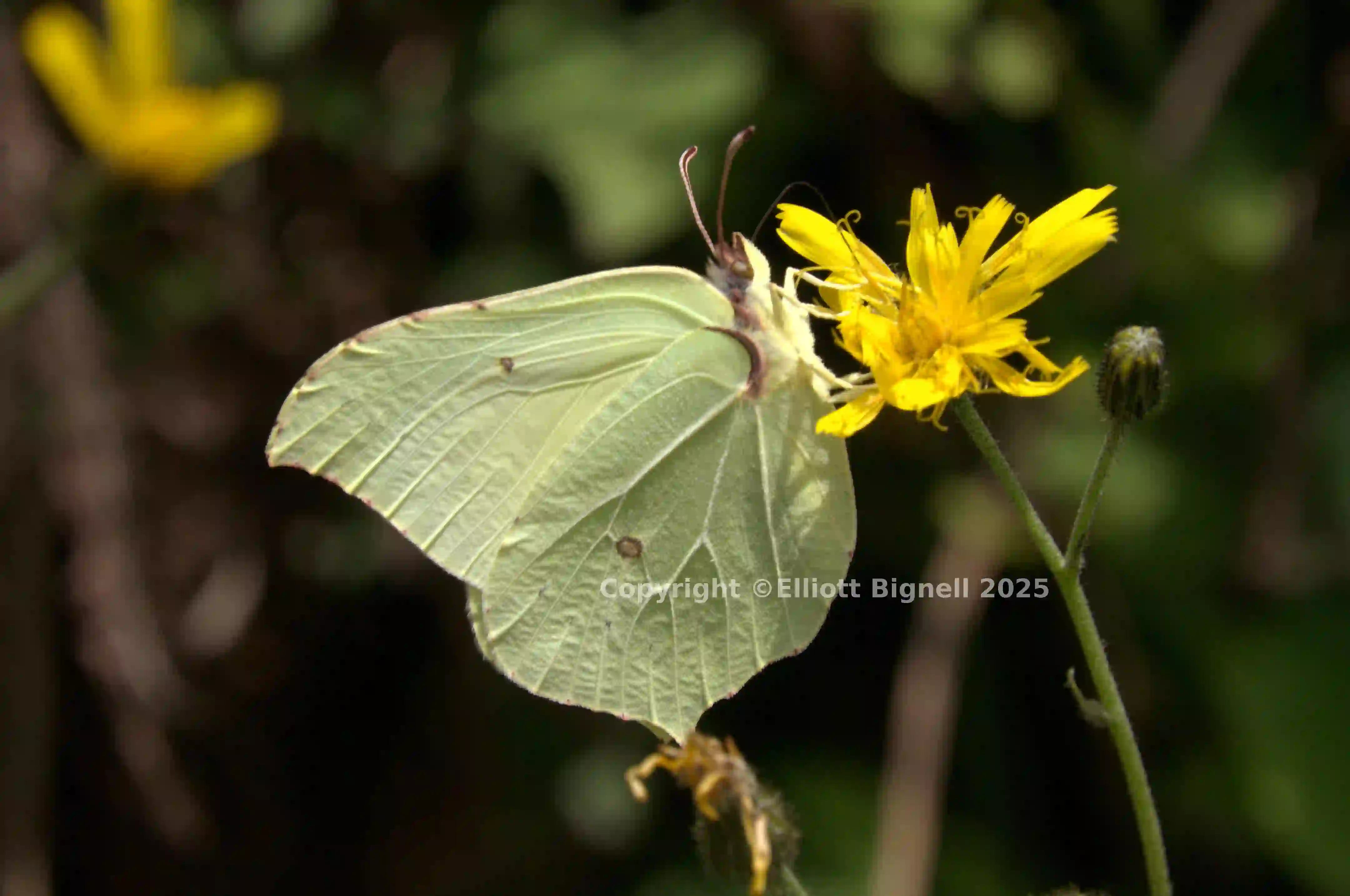 dsc_266362.jpg