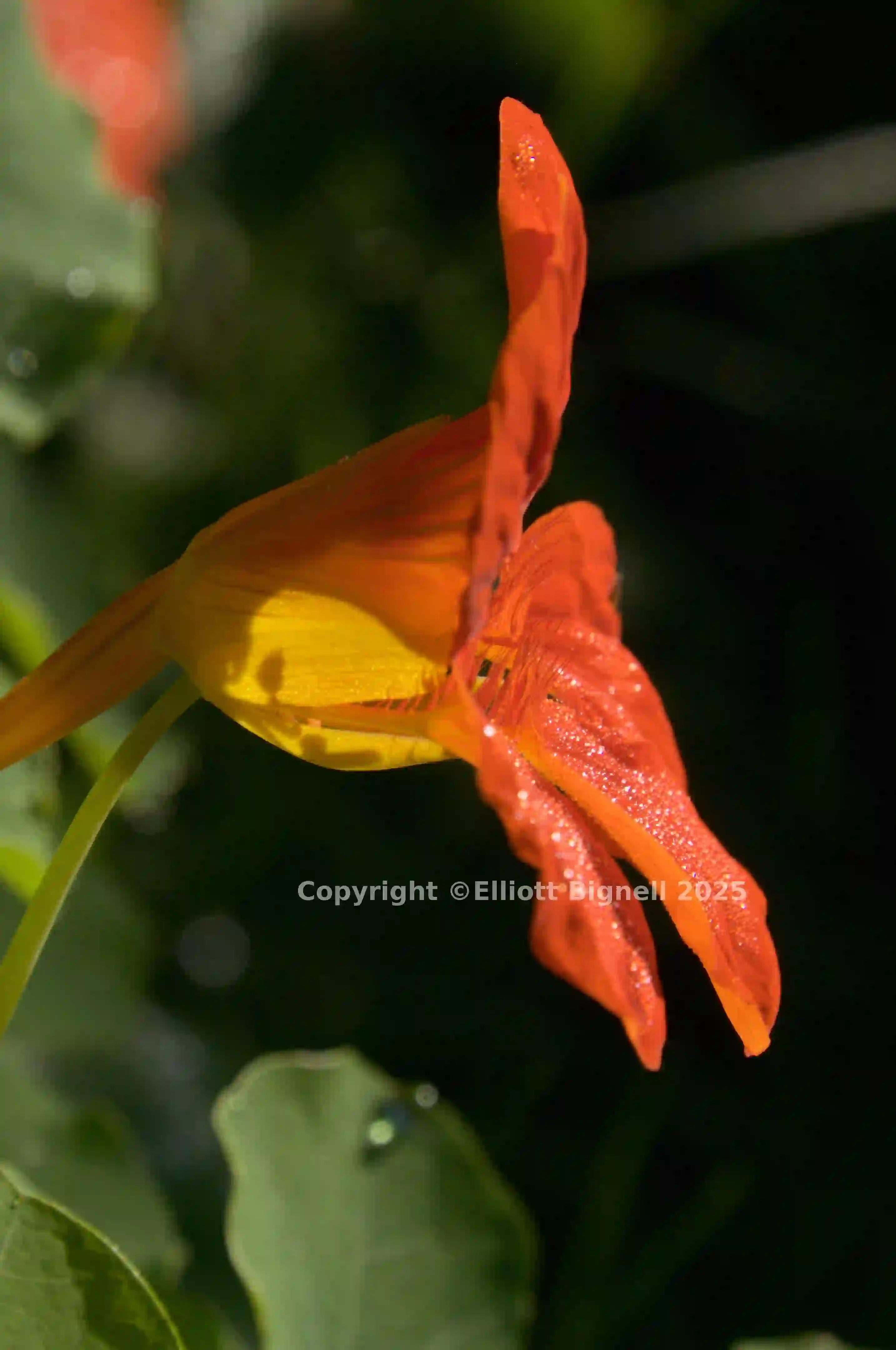 dsc_280321.jpg