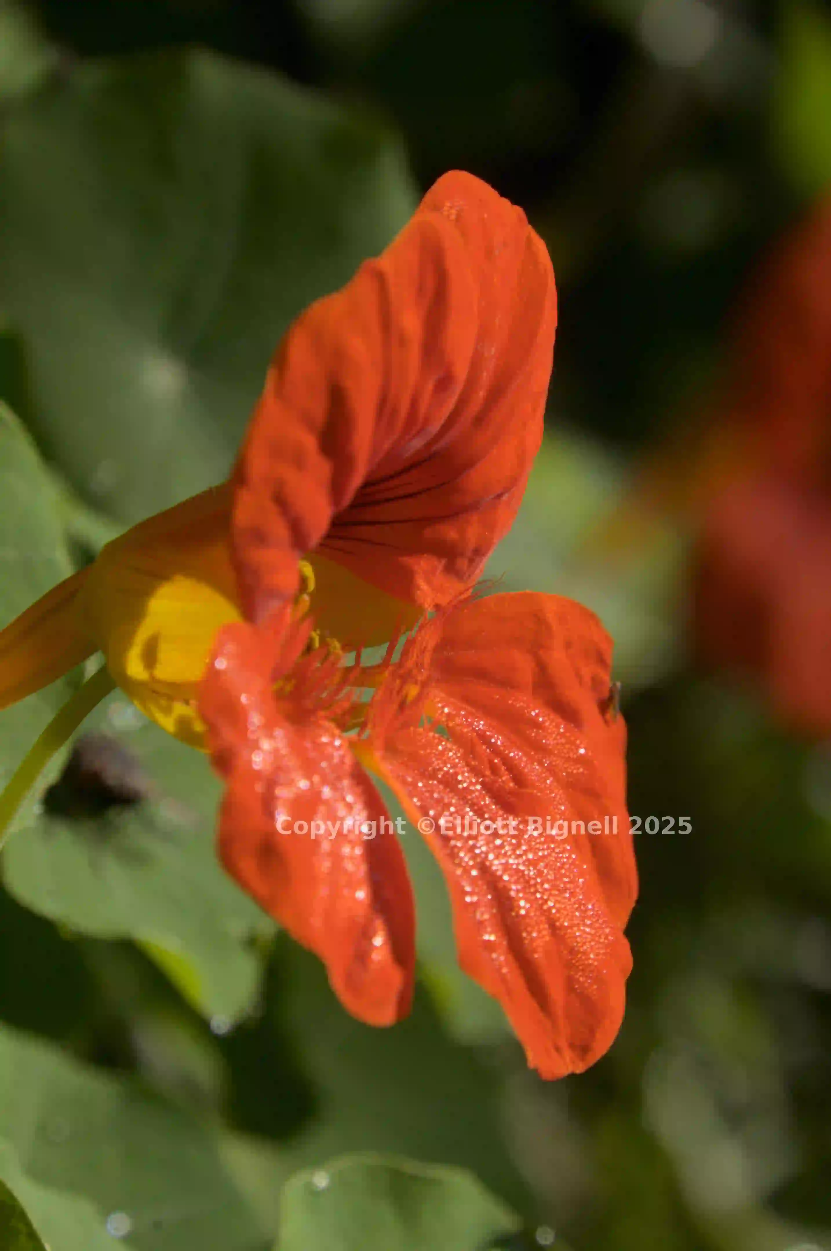 dsc_280331.jpg
