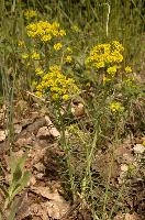 Cypress spurge (Euphorbia cyparissias) in Graubünden, null