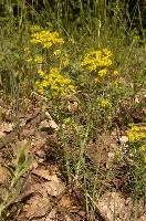 Cypress spurge (Euphorbia cyparissias) in Graubünden, null