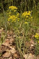 Cypress spurge (Euphorbia cyparissias) in Graubünden, null