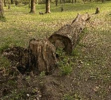 Felled tree near Lostallo, Graubünden, null