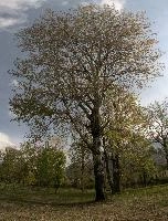 Birch tree in Spring foliage seen near the Ticino river in Grisons, Switzerland, blue, sky, bole, trunk, birch, spring, europe, park, sunshine, woodland, switzerland, foliage, tree, fresh