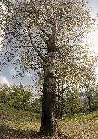 Birch tree in Spring foliage seen near the Ticino river in Grisons, Switzerland, blue, sky, bole, trunk, birch, spring, europe, park, sunshine, woodland, switzerland, foliage, tree, fresh