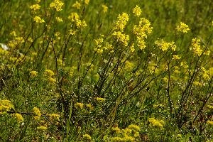 Black mustard blooming in a field in Bellinzona, the Grisons in Switzerland, mustard, black, seed, crop, spring, meadow, sunlight, field, green, blooming, grisons, cruciferae, switzerland, flowers, europe, yellow, bellinzona, bellinzone