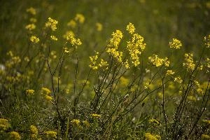Black mustard blooming in a field in Bellinzona, the Grisons in Switzerland, mustard, black, seed, crop, spring, meadow, sunlight, field, green, blooming, grisons, cruciferae, switzerland, flowers, europe, yellow, bellinzona, bellinzone