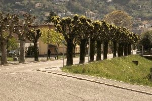 Avenue of pollards in Giubiasco, Switzerland, null