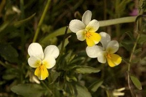 European field pansy (Viola arvensis) in Giubiasco, Switzerland, wildflower, flora, meadow, switzerland, outdoors, giubiasco, beautiful, arvensis, blossom, viola, white, pansy, cream, field, yellow, european, native
