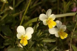 European field pansy (Viola arvensis) in Giubiasco, Switzerland, wildflower, flora, meadow, switzerland, outdoors, giubiasco, beautiful, arvensis, blossom, viola, white, pansy, cream, field, yellow, european, native