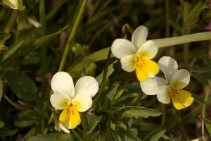 European field pansy (Viola arvensis) in Giubiasco, Switzerland, wildflower, flora, meadow, switzerland, outdoors, giubiasco, beautiful, arvensis, blossom, viola, white, pansy, cream, field, yellow, european, native