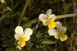 European field pansy (Viola arvensis) in Giubiasco, Switzerland, wildflower, flora, meadow, switzerland, outdoors, giubiasco, beautiful, arvensis, blossom, viola, white, pansy, cream, field, yellow, european, native