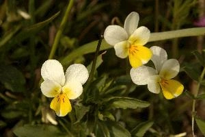 European field pansy (Viola arvensis) in Giubiasco, Switzerland, wildflower, flora, meadow, switzerland, outdoors, giubiasco, beautiful, arvensis, blossom, viola, white, pansy, cream, field, yellow, european, native