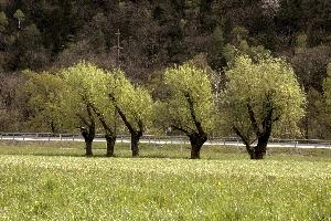 Fresh foliage on willow pollards in a meadow in the Italian South of Switzerland, meadow, willow, fresh, foliage, pollards, trees, lostallo, grisons, switzerland, spring, europe, outdoors