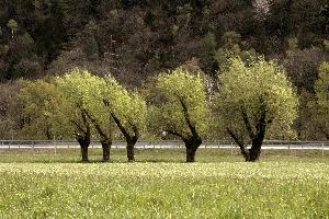 Fresh foliage on willow pollards in a meadow in the Italian South of Switzerland, meadow, willow, fresh, foliage, pollards, trees, lostallo, grisons, switzerland, spring, europe, outdoors