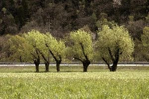 Fresh foliage on willow pollards in a meadow in the Italian South of Switzerland, meadow, willow, fresh, foliage, pollards, trees, lostallo, grisons, switzerland, spring, europe, outdoors