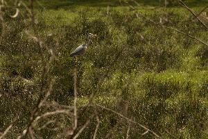 Grey heron near Giubiasco, Switzerland, null