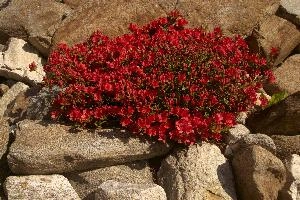 Azalea (Rhododendron sp.) in wall in Berschis, Switzerland, switzerland, europe