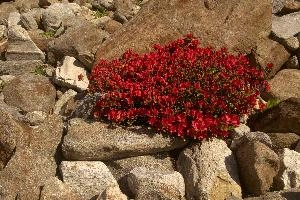 Azalea (Rhododendron sp.) in wall in Berschis, Switzerland, switzerland, europe