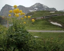 Trollius and Eiger, yellow, background, switzerland, hiking, snow, europe, travel, bernese, mountain, native, view, bern, rock, wild, alps, ranunculaceae, summer, jungfrau, sky, wildflower, alpine, mountains, sisters, trollius.europaeus, globeflower, beautiful, peaks, buttercup, landscape, peak, nature, flora, mönch, scenic, grindelwald, tourism, eiger, meadow, lauterbrunnen, pasture, outdoor