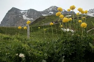 Trollius und Eiger, yellow, background, switzerland, hiking, snow, europe, travel, bernese, mountain, native, view, bern, rock, wild, alps, ranunculaceae, summer, jungfrau, sky, wildflower, alpine, mountains, sisters, trollius.europaeus, globeflower, beautiful, peaks, buttercup, landscape, peak, nature, flora, mönch, scenic, grindelwald, tourism, eiger, meadow, lauterbrunnen, pasture, outdoor