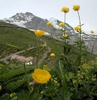 Trollius, yellow, background, switzerland, hiking, snow, europe, travel, bernese, mountain, native, view, bern, rock, wild, alps, ranunculaceae, summer, jungfrau, sky, wildflower, alpine, mountains, sisters, trollius.europaeus, globeflower, beautiful, peaks, buttercup, landscape, peak, nature, flora, mönch, scenic, grindelwald, tourism, eiger, meadow, lauterbrunnen, pasture, outdoor