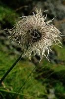 Appenzell, kasten, switzerland, plant, head, tendrils, seed, pasture, hoher, swiss, appenzell, flora, alps, field, pulsatilla, meadow, wildflower, botany, seedheads, fluffy, furry, pasqueflower, reproduction, native