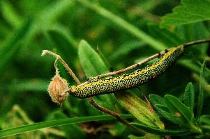 Caterpillar, kasten, alpine, alps, switzerland, yellow, valley, butterfly, hoher, meadow, rheintal, lepidoptera, spots, rhein, caterpillar, field, larva, insect, arthropod, dotted, mountains, swiss, green, grazing, animal, invertebrate